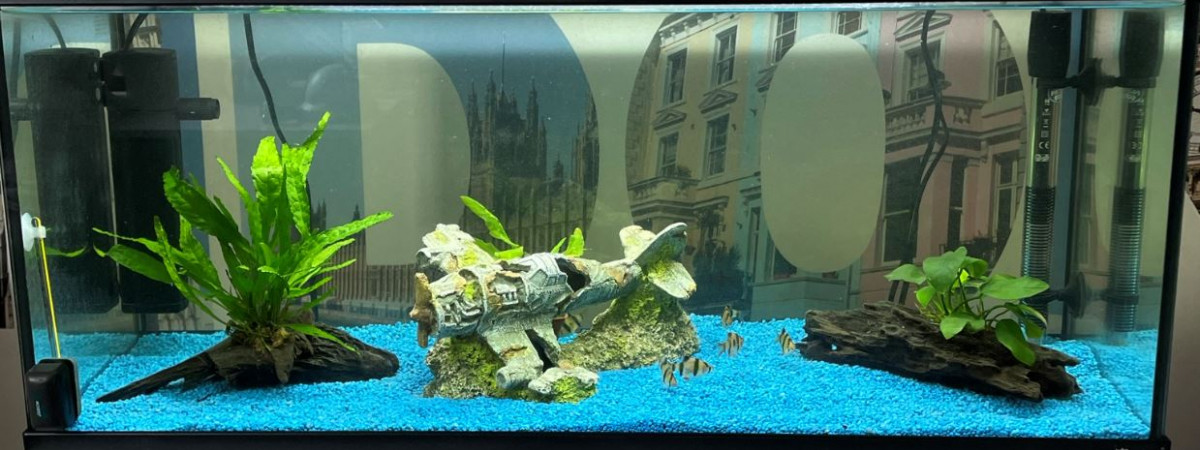 aquarium Maxence Aquairum