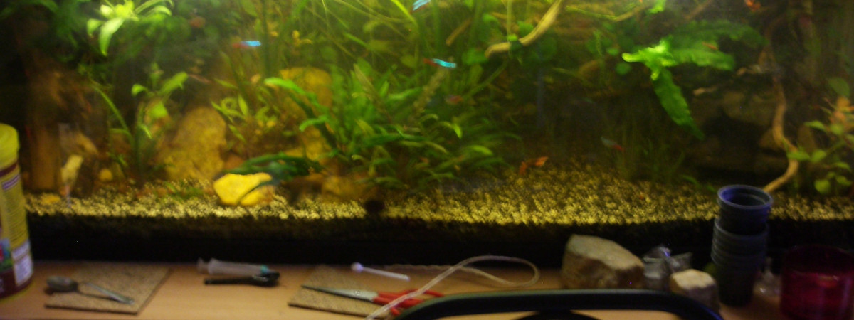 aquarium 150L guppys
