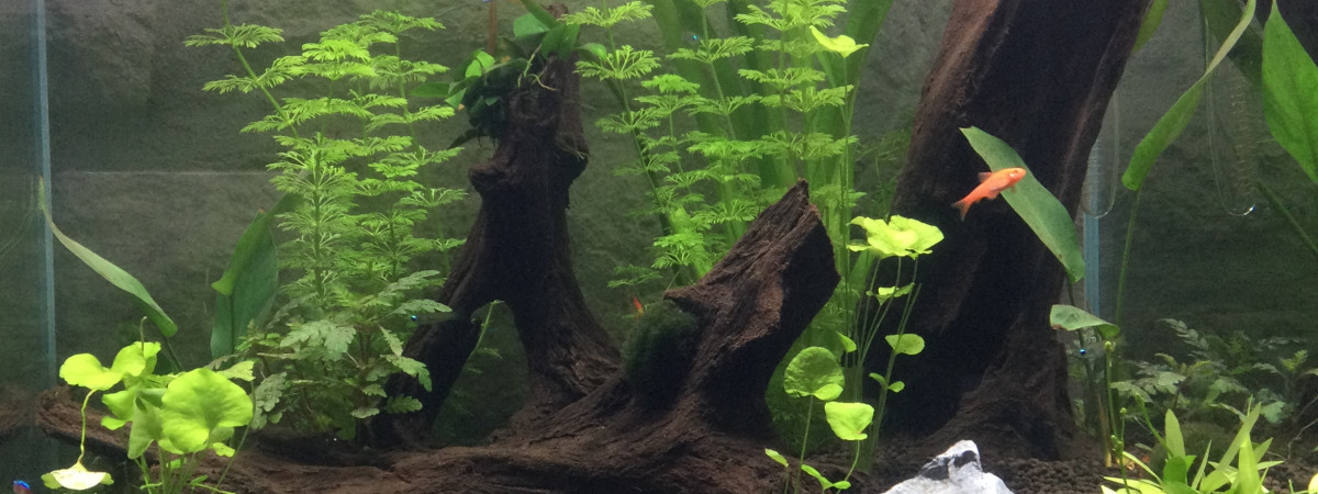 aquarium Blue