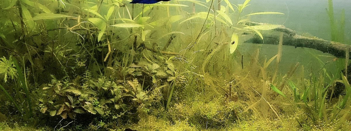 aquarium 60l spe full blue rili