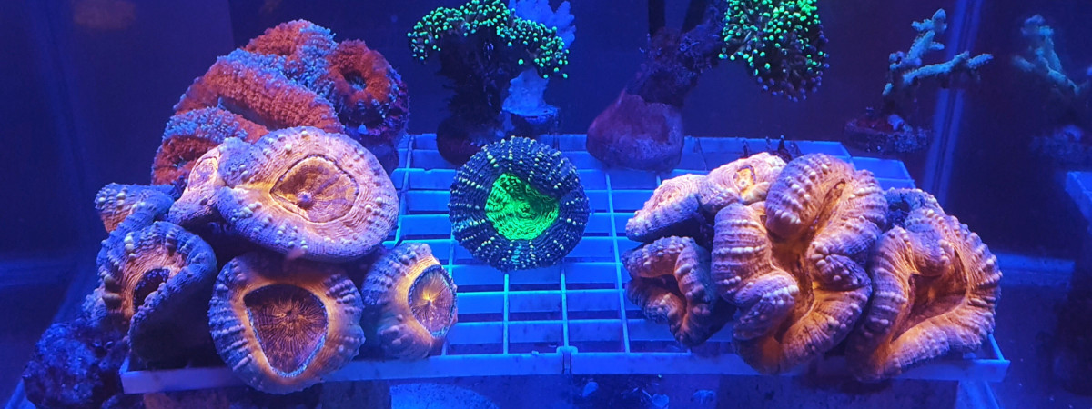 aquarium Lobophyllia garden
