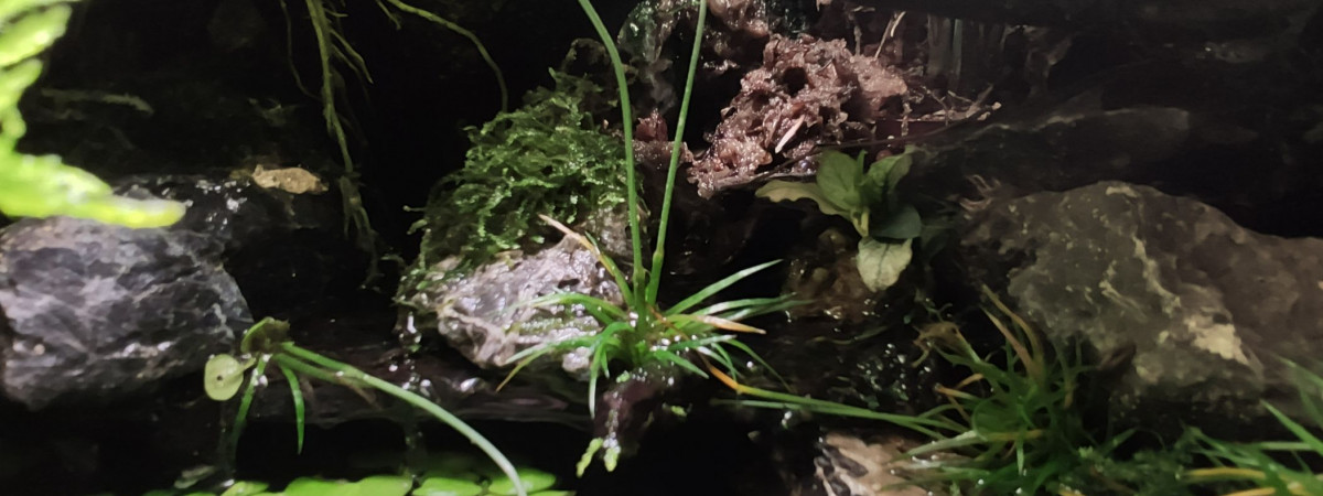 aquarium The jungle
