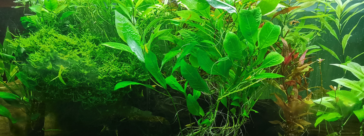 aquarium 120L