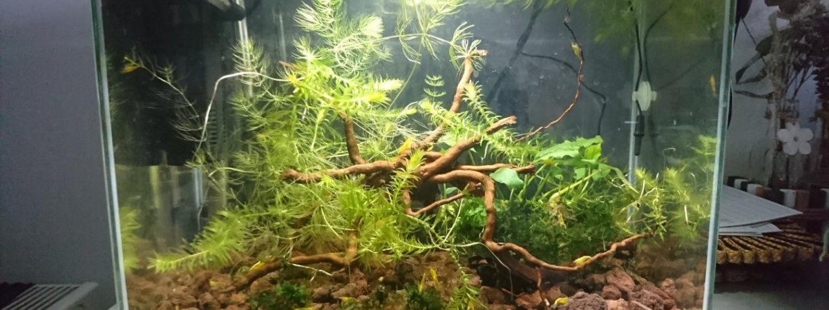 aquarium Néocaridina davidi yellow