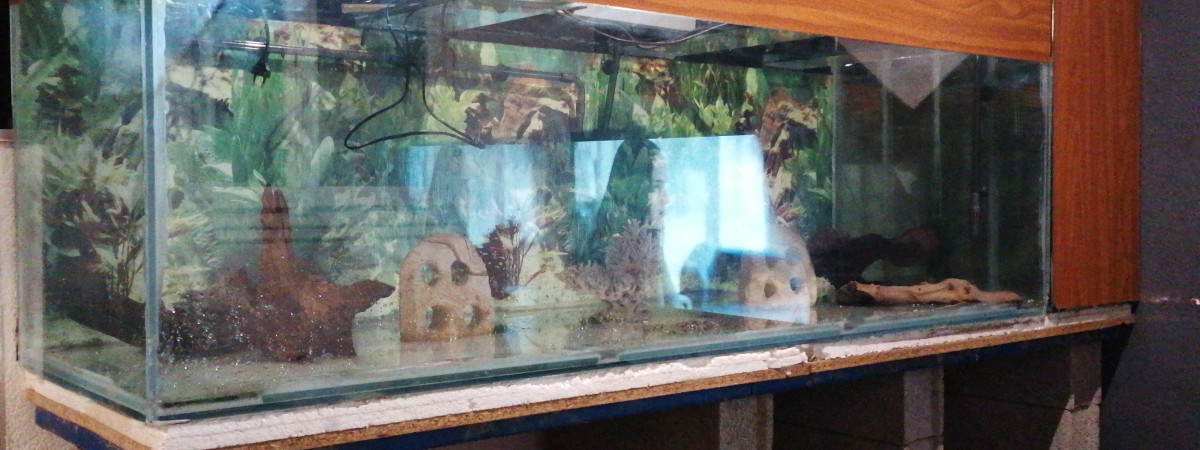 aquarium 800L