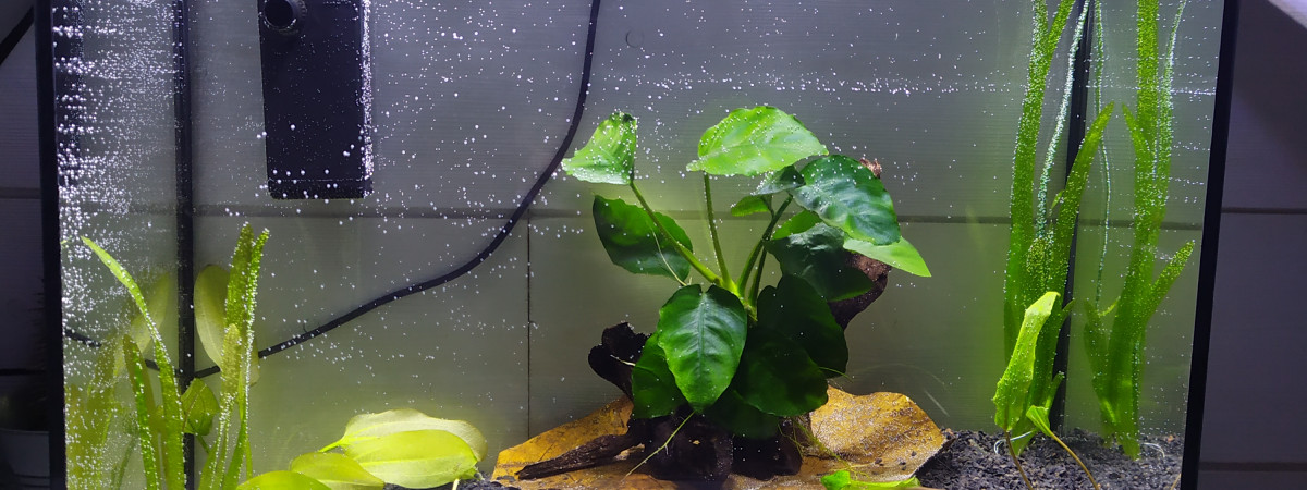 aquarium Betta et Cambarellus patzcuarensis