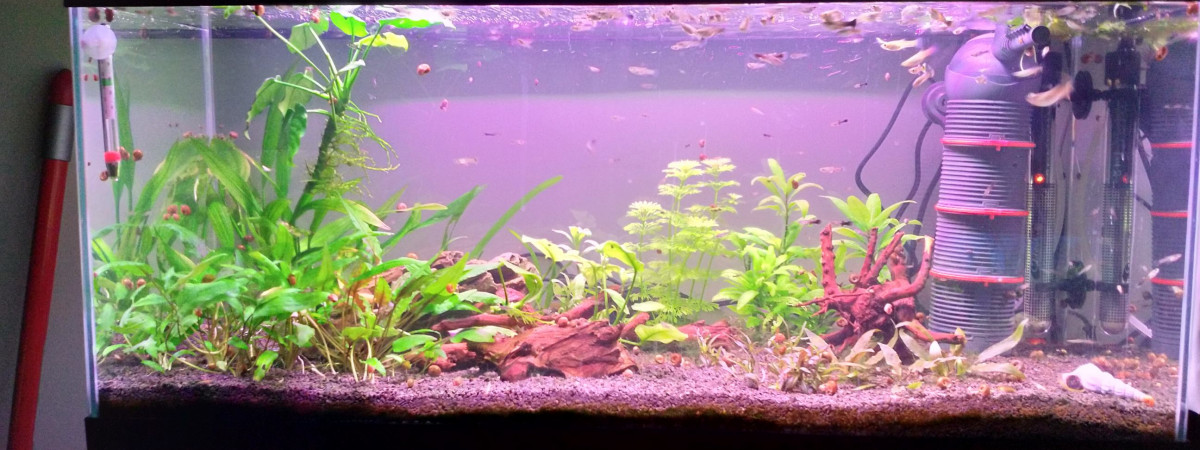 aquarium Aquarium