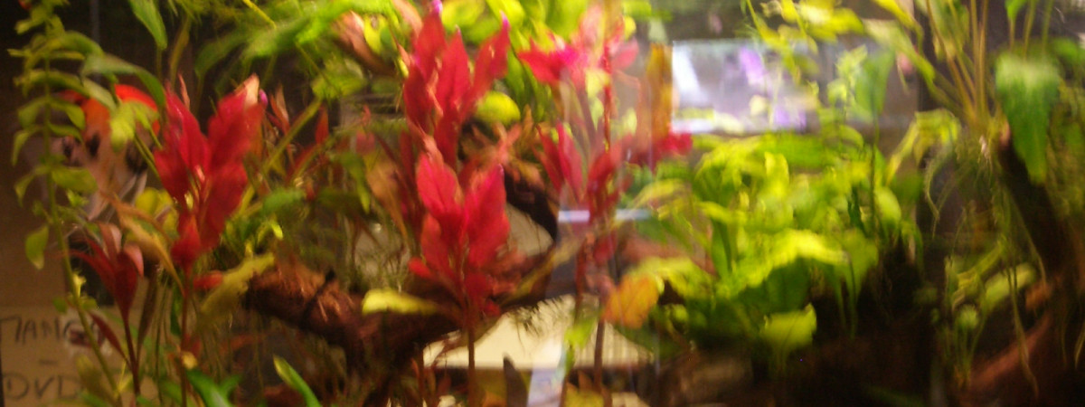 aquarium Green n Roses