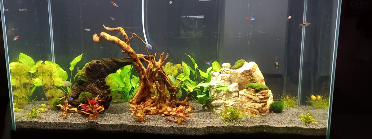 aquarium 2 ème commu