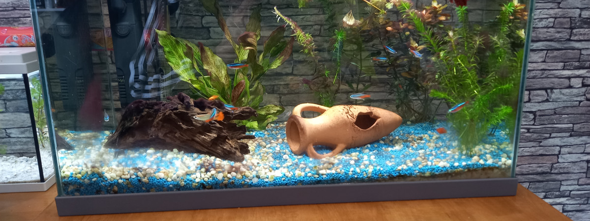 aquarium Aqua commu 60 litres le premier