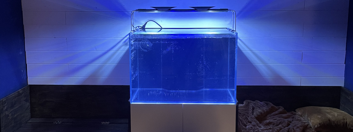 aquarium Aquarium récifal pièce bleue