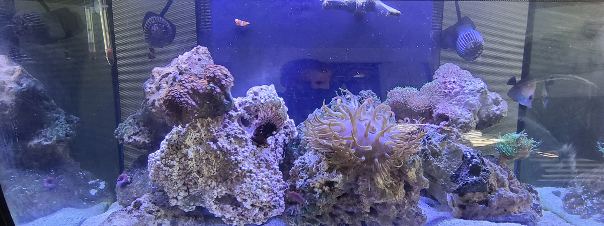 aquarium V3