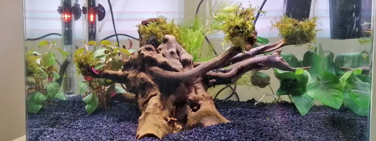 aquarium Projet combatant V2