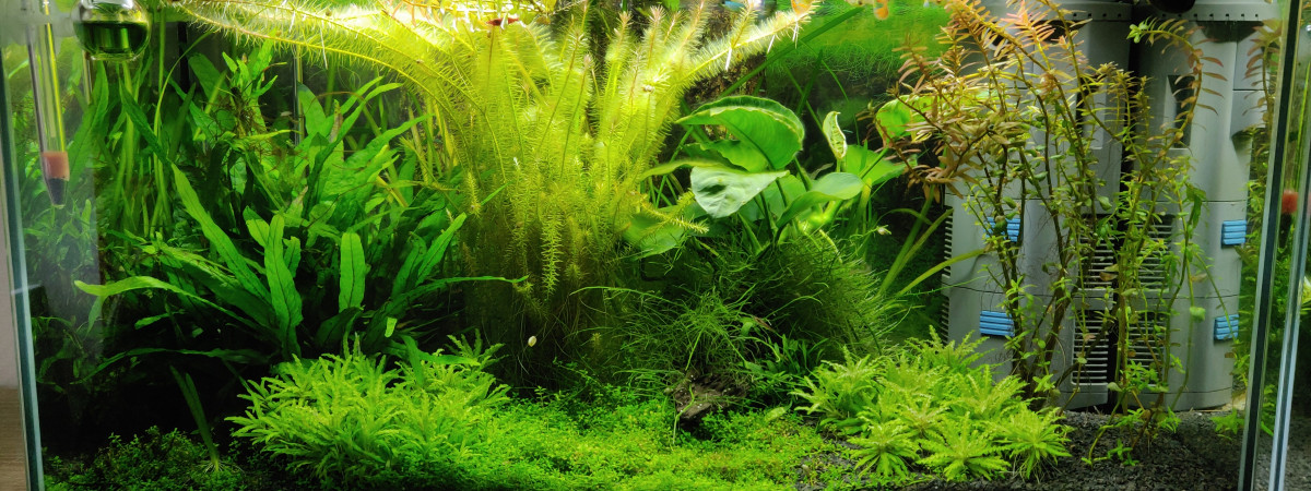 aquarium Jungle Ciano 60cm