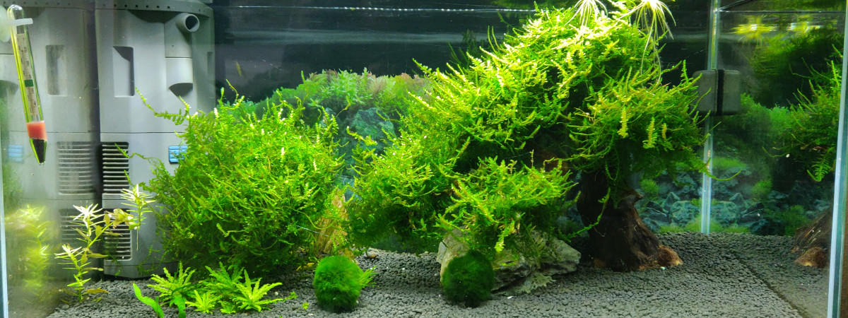 aquarium Banzai Ciano 60cm