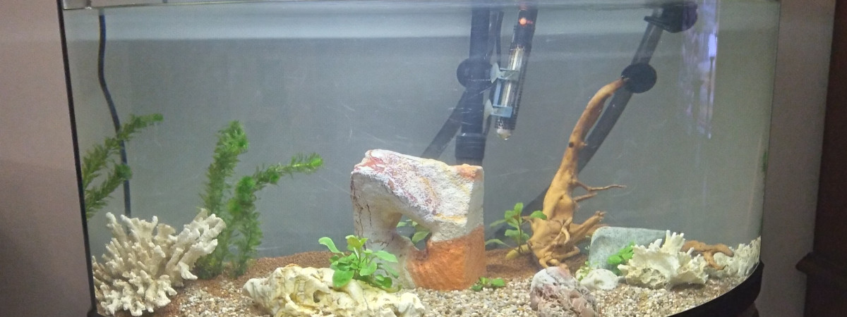 aquarium zoé 13