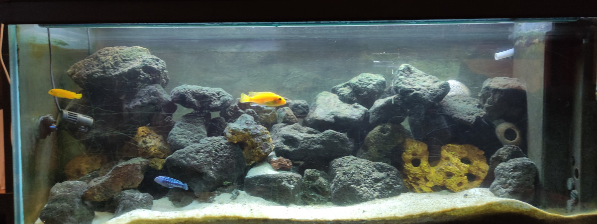 aquarium Malawi 300l