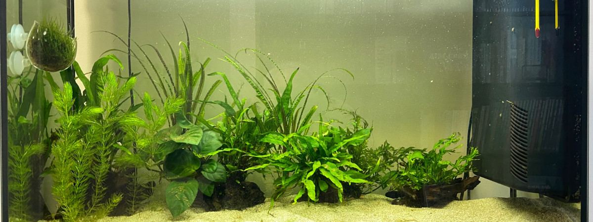 aquarium 113L