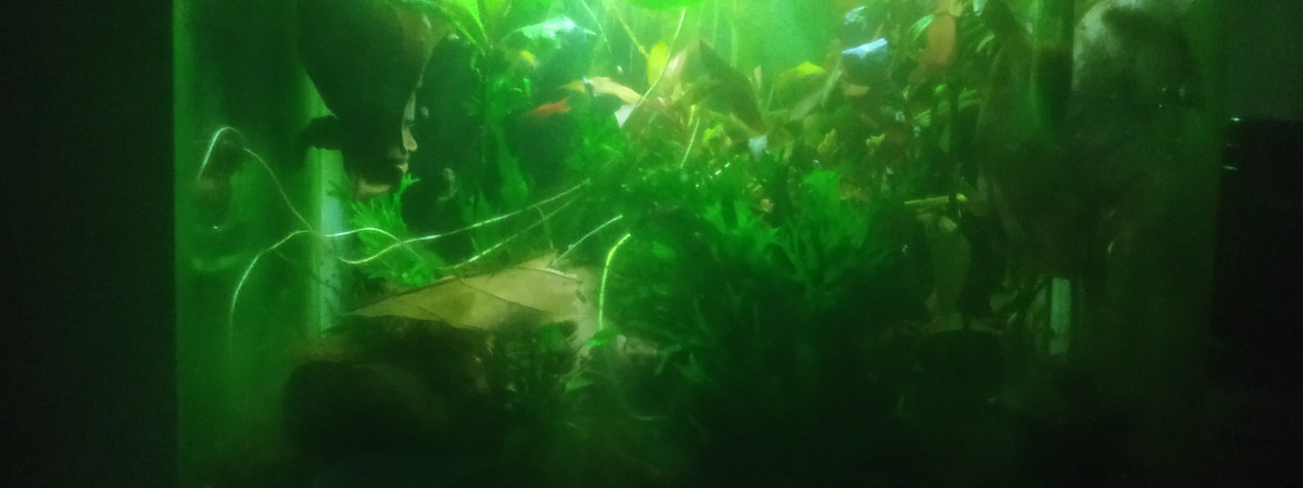 aquarium crevtte