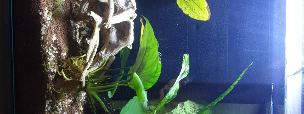 aquarium Nano betta