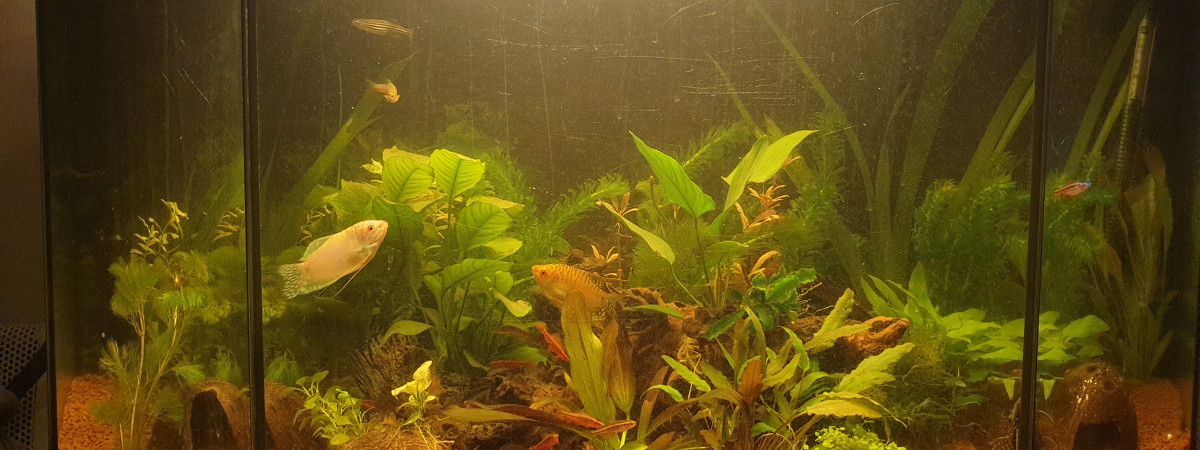 aquarium Communautaire