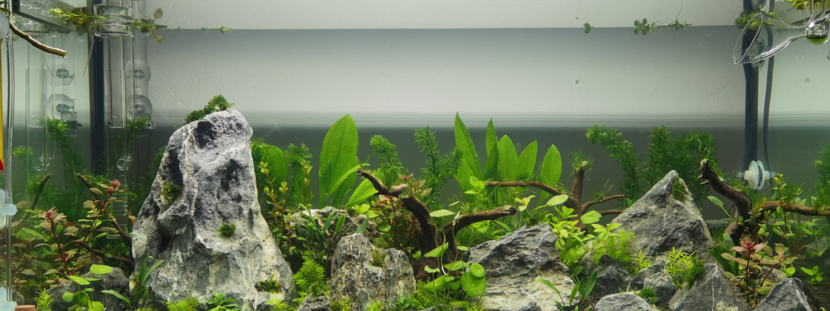 aquarium Auqua communautaire