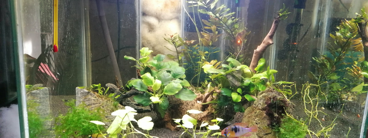 aquarium Apistogramma ramirezi