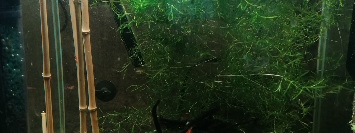 aquarium Tetra amande