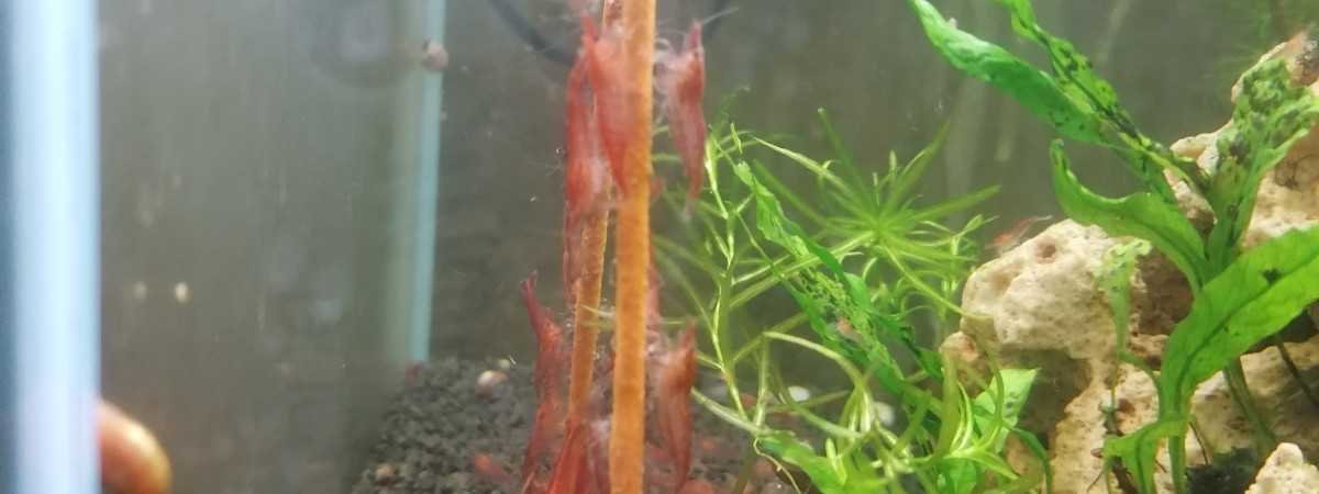 aquarium Red cherry