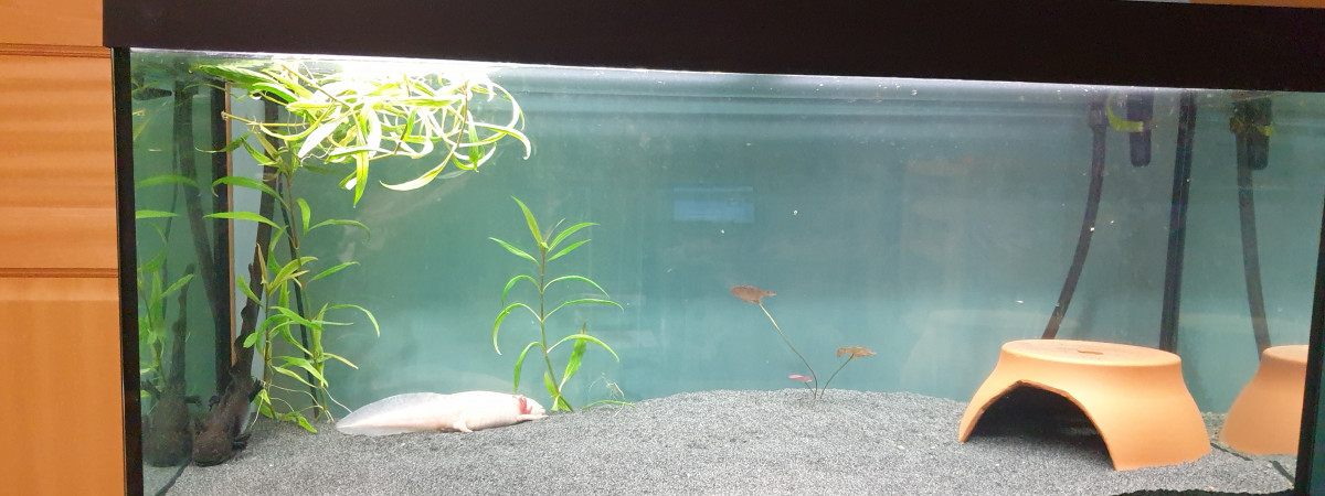 aquarium Aquarium 3 axolotls
