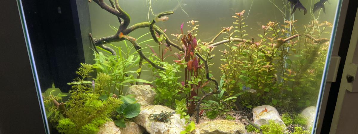 aquarium Green Guppy