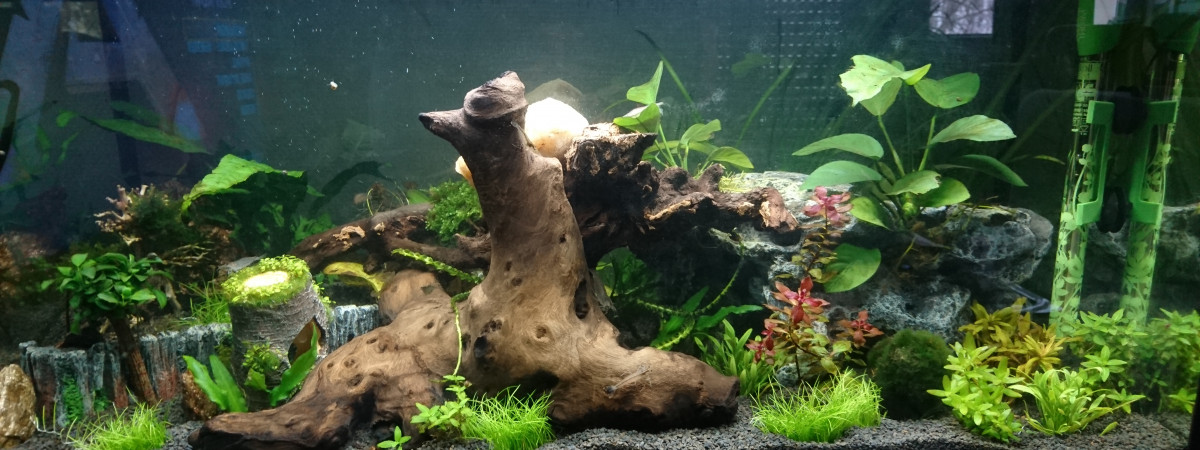 aquarium Aquarium