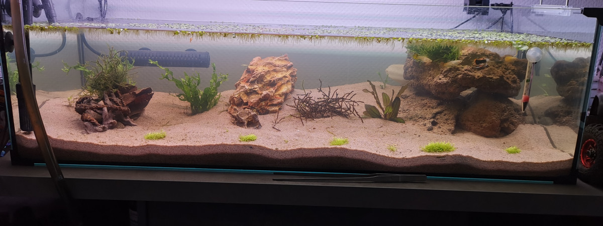 aquarium Tortues