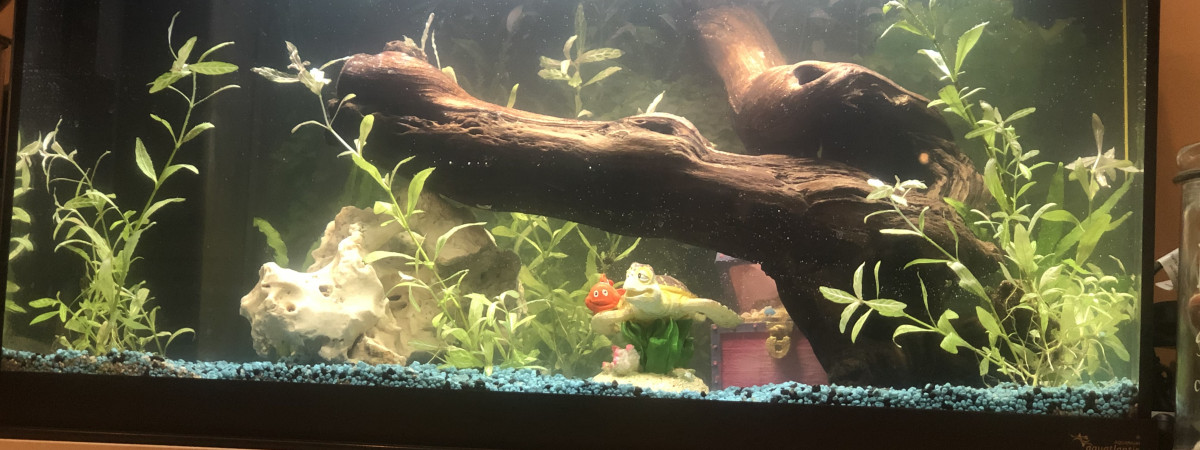 aquarium 60l