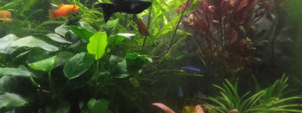 aquarium premiere aquarium voulu par mon enfant