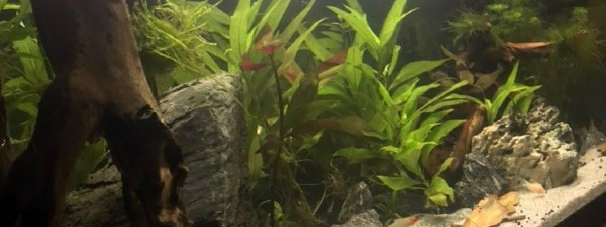 aquarium aquarium à tendance amazonienne