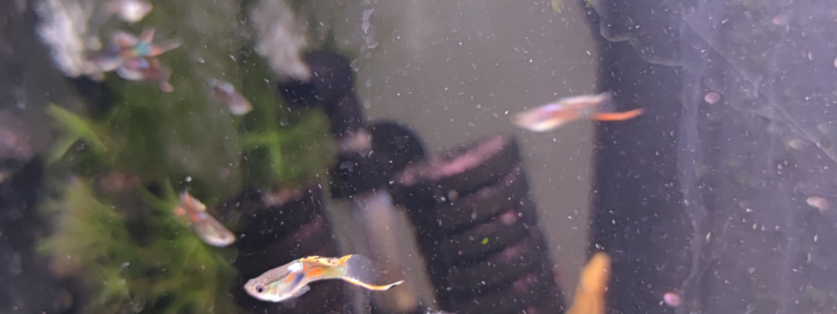 aquarium Guppys