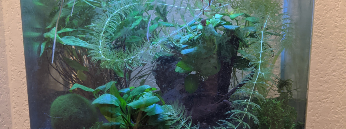 aquarium Kaos