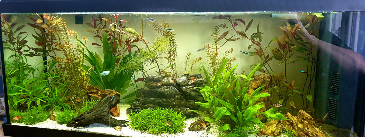 aquarium Le monde du silence