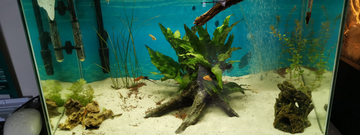 aquarium Poissons