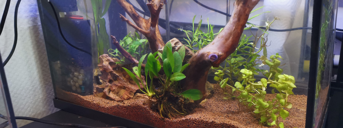 aquarium Combattant