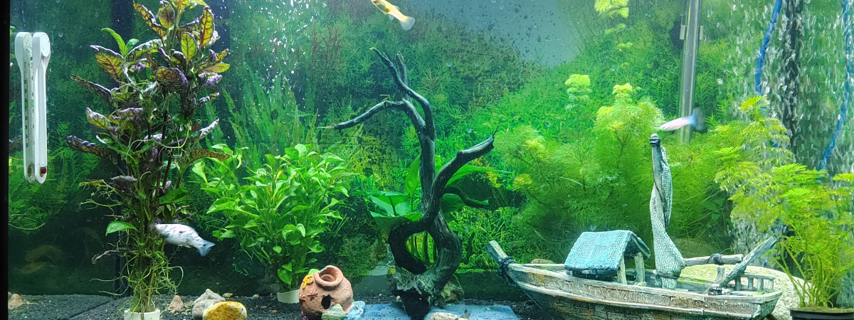 aquarium Aquarium