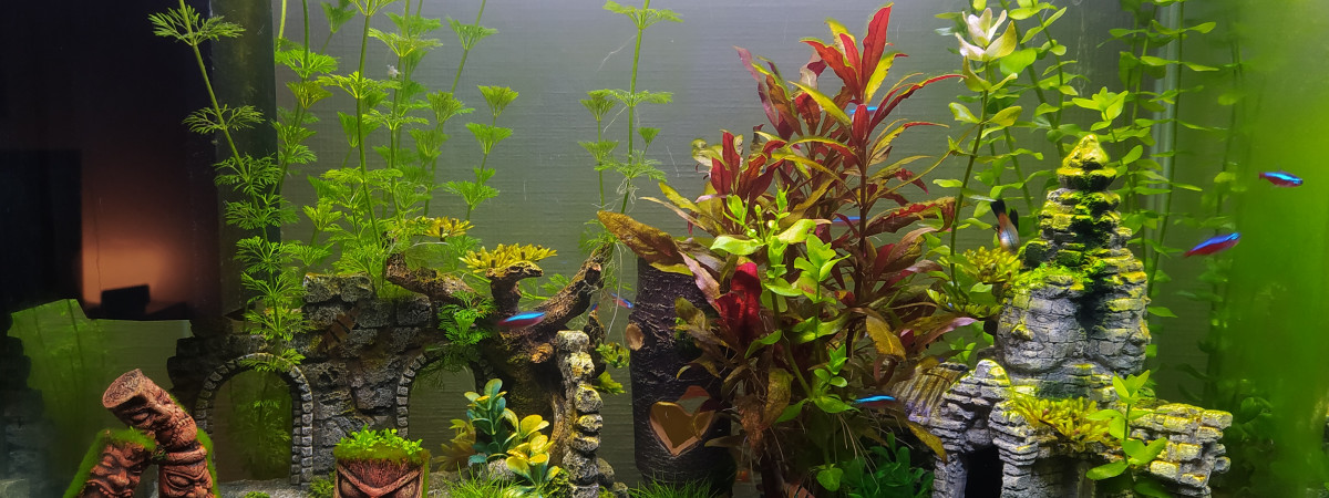 aquarium Aquarium 80L