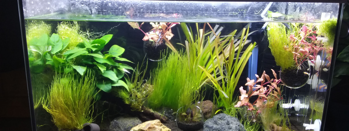 aquarium 60l Crs