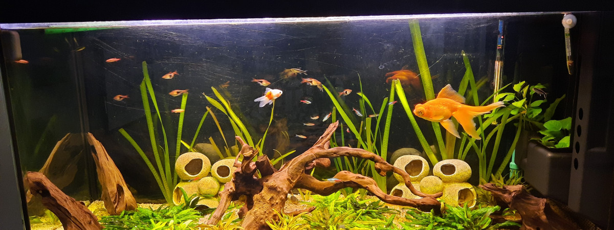aquarium Aquarium 300 litres