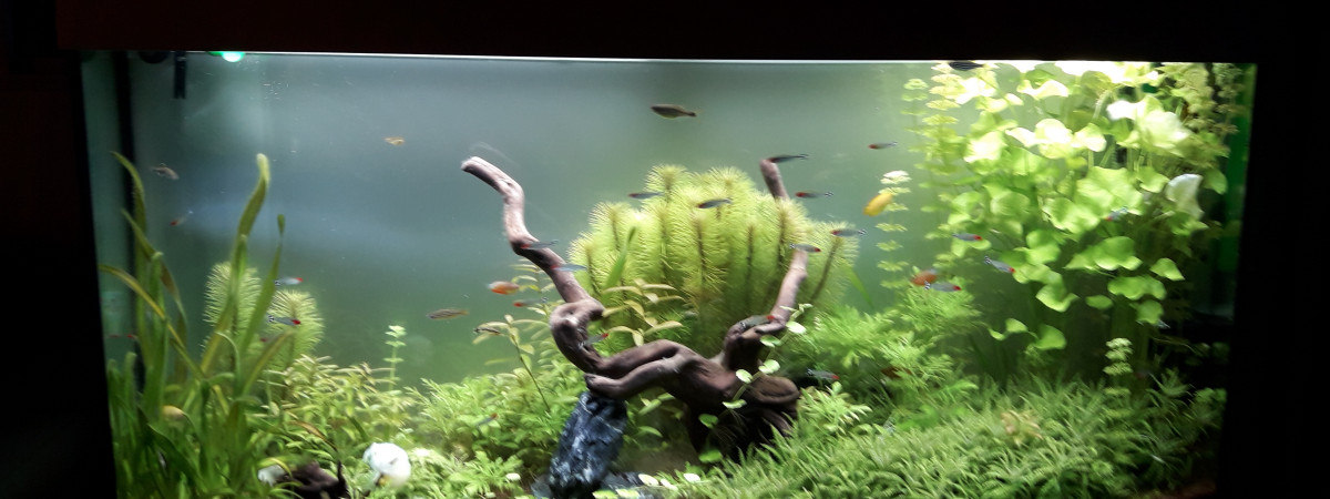 aquarium Juwel  vision 260