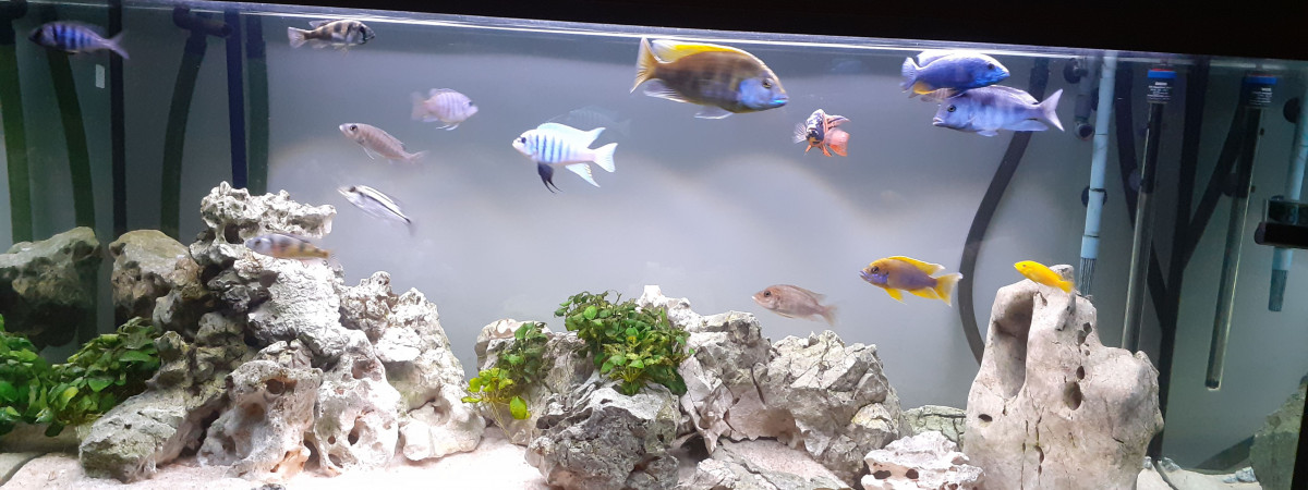 aquarium Bac malawi