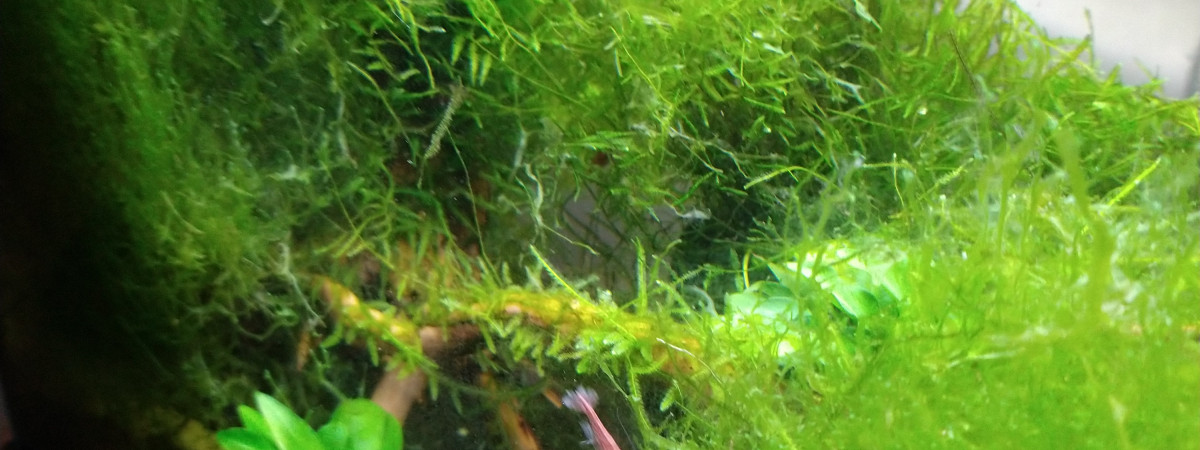 aquarium Nano crevette