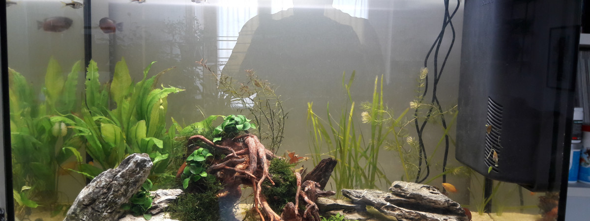 aquarium BIG ZEN