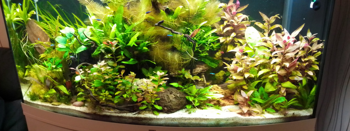 aquarium Chris